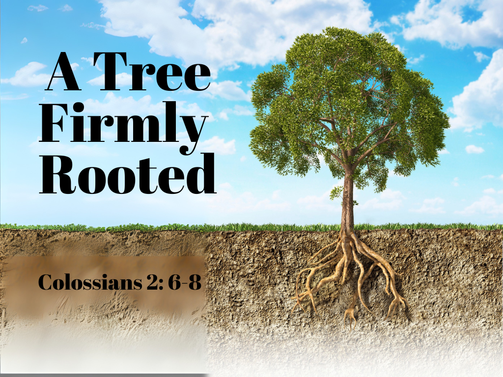 A Tree Firmly Rooted